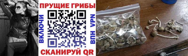 закладка  Унеча  Псилоцибиновые грибы Magic Shrooms 